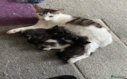 Domestic Shorthair cats for sale: Kitten  - Image 1