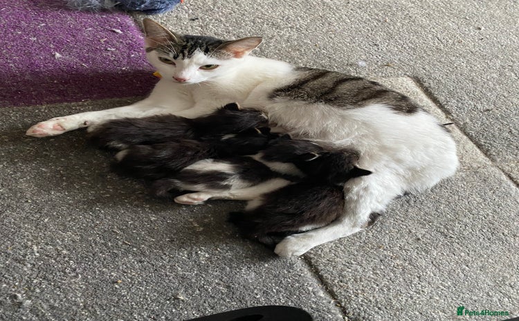 Domestic Shorthair cats - Advert 1