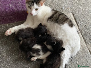 Domestic Shorthair cats for sale - Advert 1