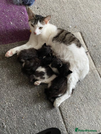 Domestic Shorthair cats - Advert 1