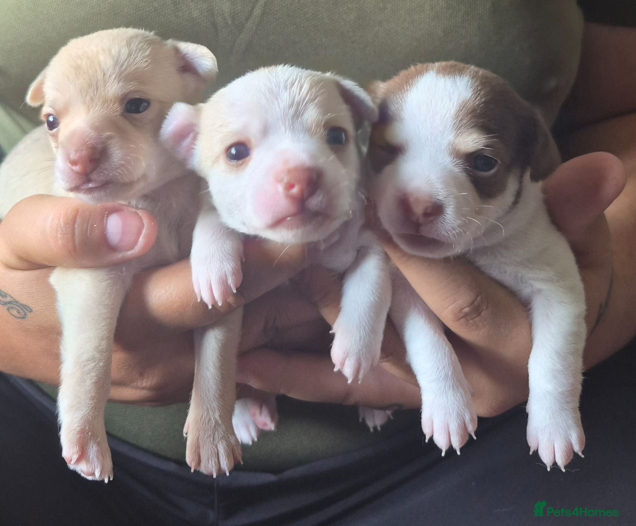 Chihuahua dogs 3 beautiful chihuahua puppy's  - Advert 6