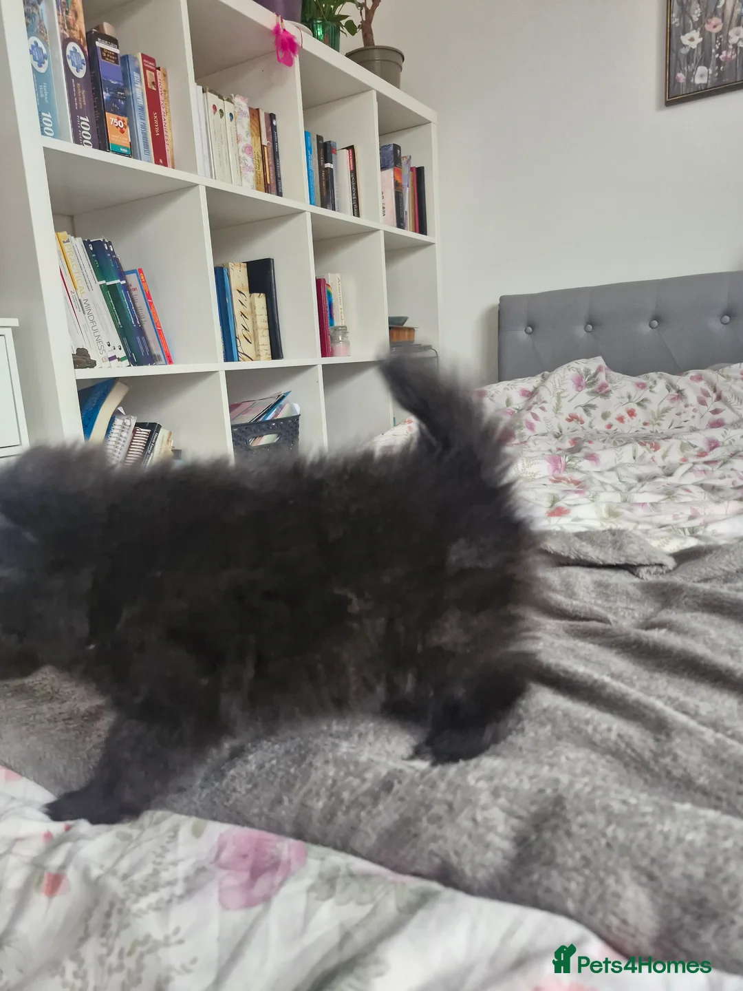 Pomapoo dogs for sale: ✨ Beautiful Pomapoo Puppies – 1,600 ✨ - Advert 22