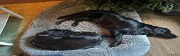 Flat coated Retriever dogs for sale: Flat coat retriever puppies for sale - Advert 26