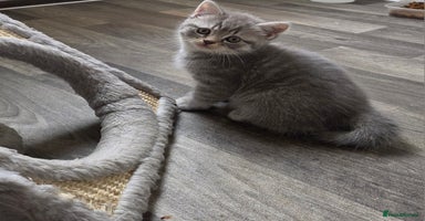 Mixed Breed cats - Advert 12