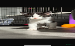 Mixed Breed cats for sale: Beautiful litter of kittens  - Image 5