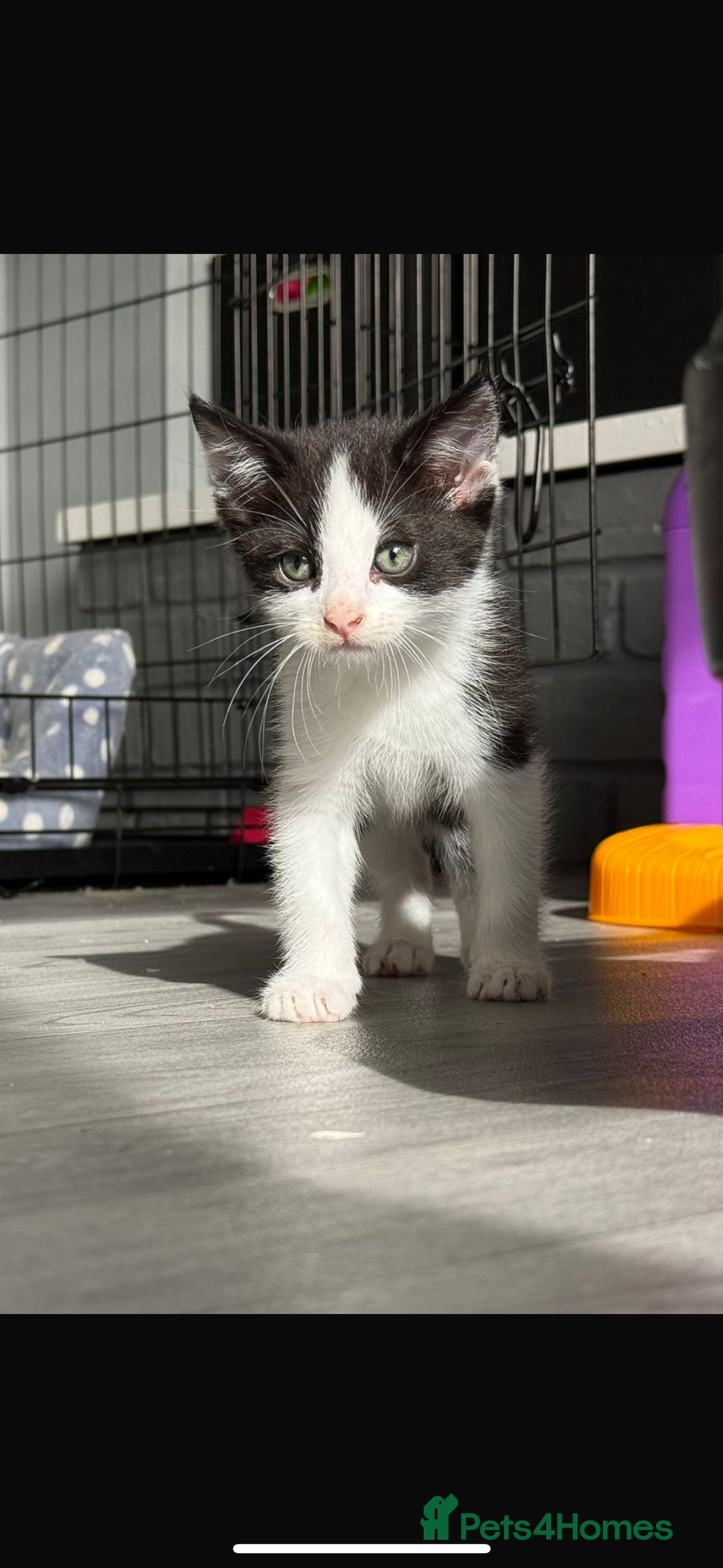 Mixed Breed cats for sale: Beautiful litter of kittens  - Image 5
