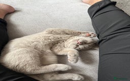 British Shorthair cats for sale: Lilac British Shorthair Kitten - Image 1