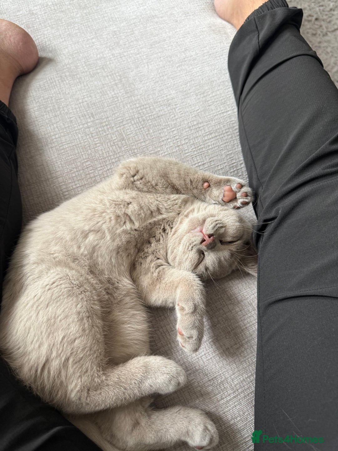 British Shorthair cats for sale: Lilac British Shorthair Kitten - Image 1