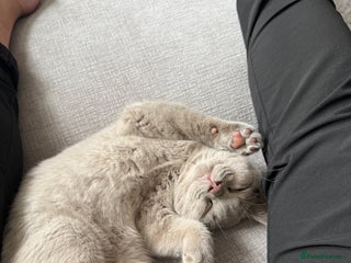 British Shorthair cats - Advert 8