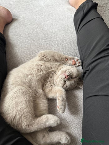 British Shorthair cats Lilac British Shorthair Kitten - Advert 14