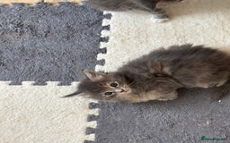Maine Coon cats for sale: 3 females 1 male Maine Coone kittens - Image 8