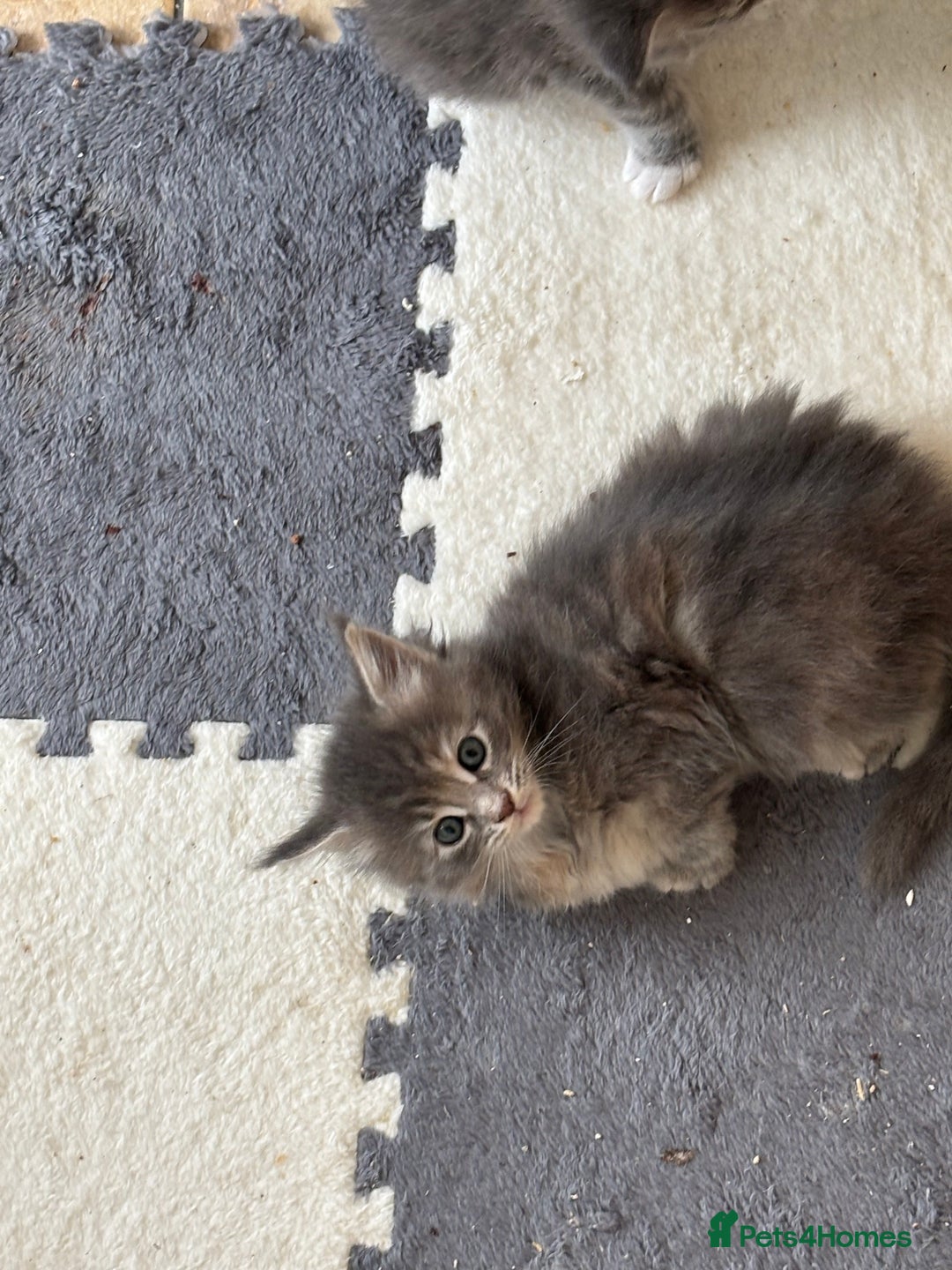 Maine Coon cats for sale: 3 females 1 male Maine Coone kittens - Image 8