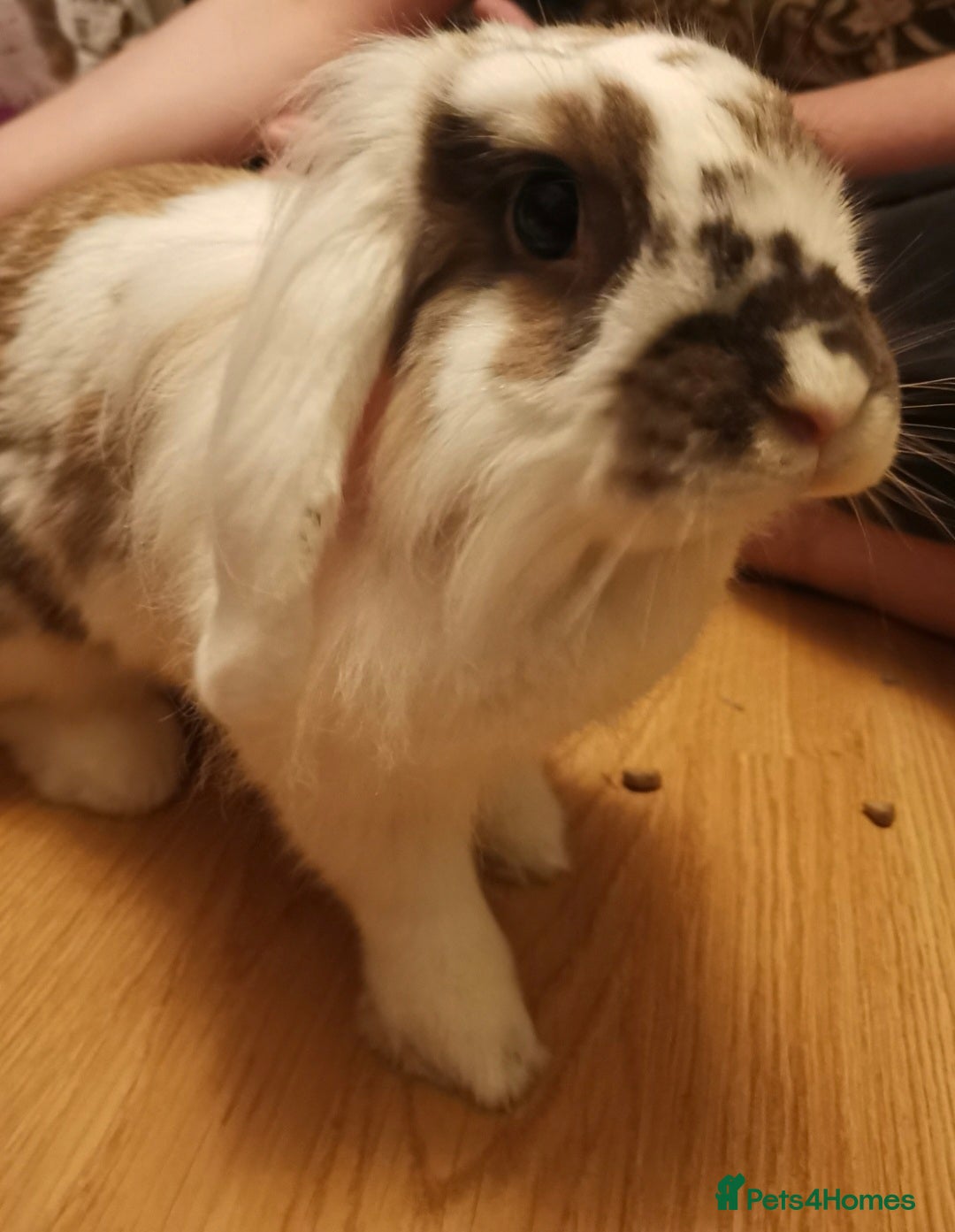 Lionhead rabbits for sale: Beautiful 4 year old spayed female lionhead rabbit - Advert 1