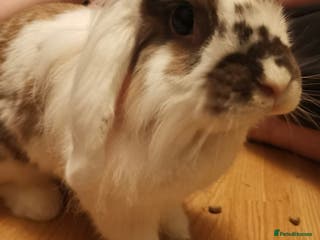 Lionhead rabbits Beautiful 4 year old spayed female lionhead rabbit - Advert 1