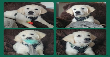 Golden Retriever dogs - Advert 12