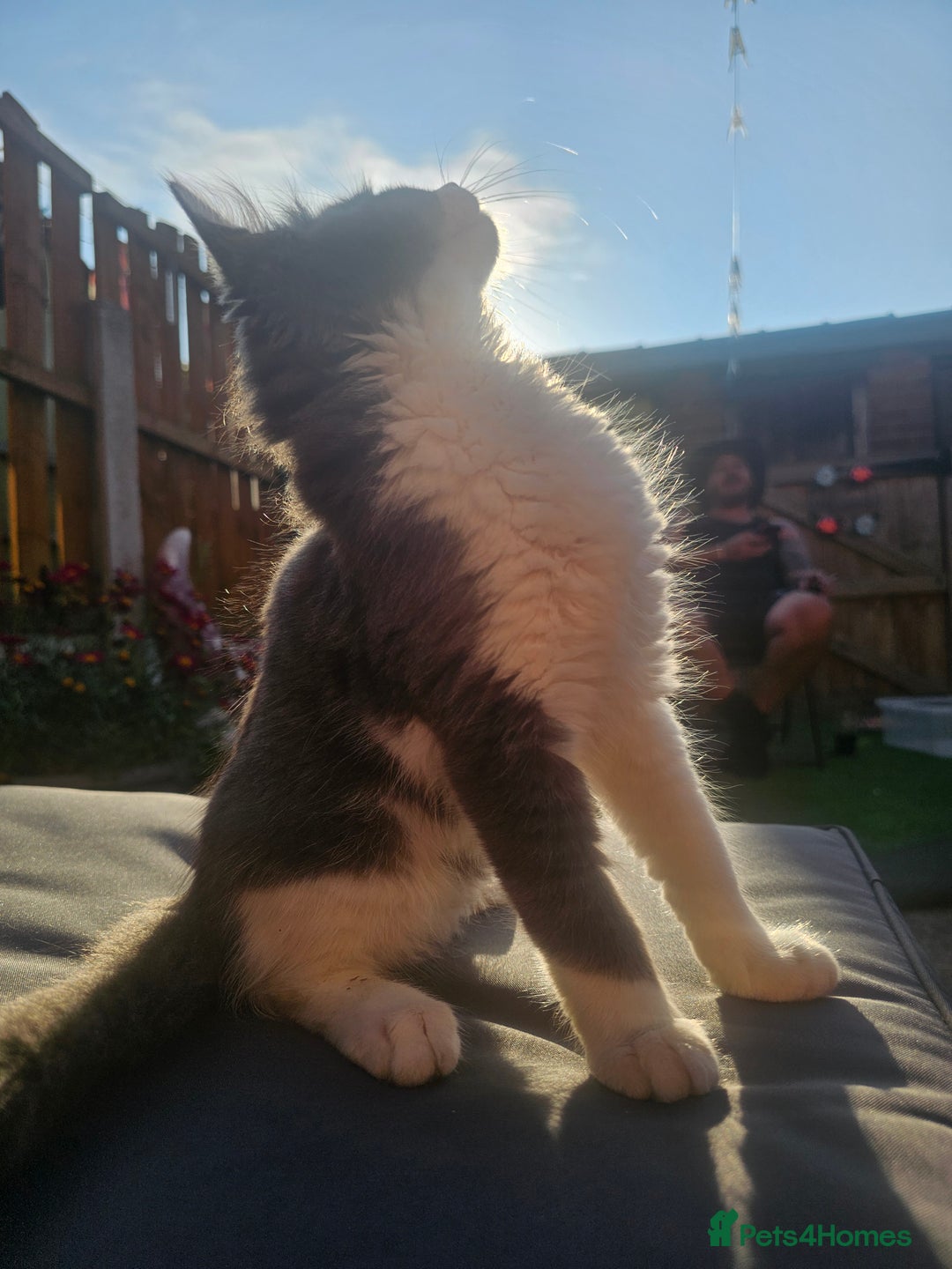 Mixed Breed cats for sale: Marley  - Advert 2