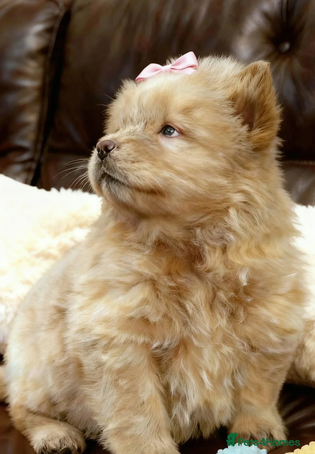 Chow Chow dogs for sale: RKC reg Chow chow puppies  - Advert 1