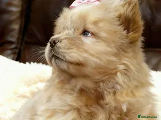 Chow Chow dogs RKC reg Chow chow puppies - Advert 5
