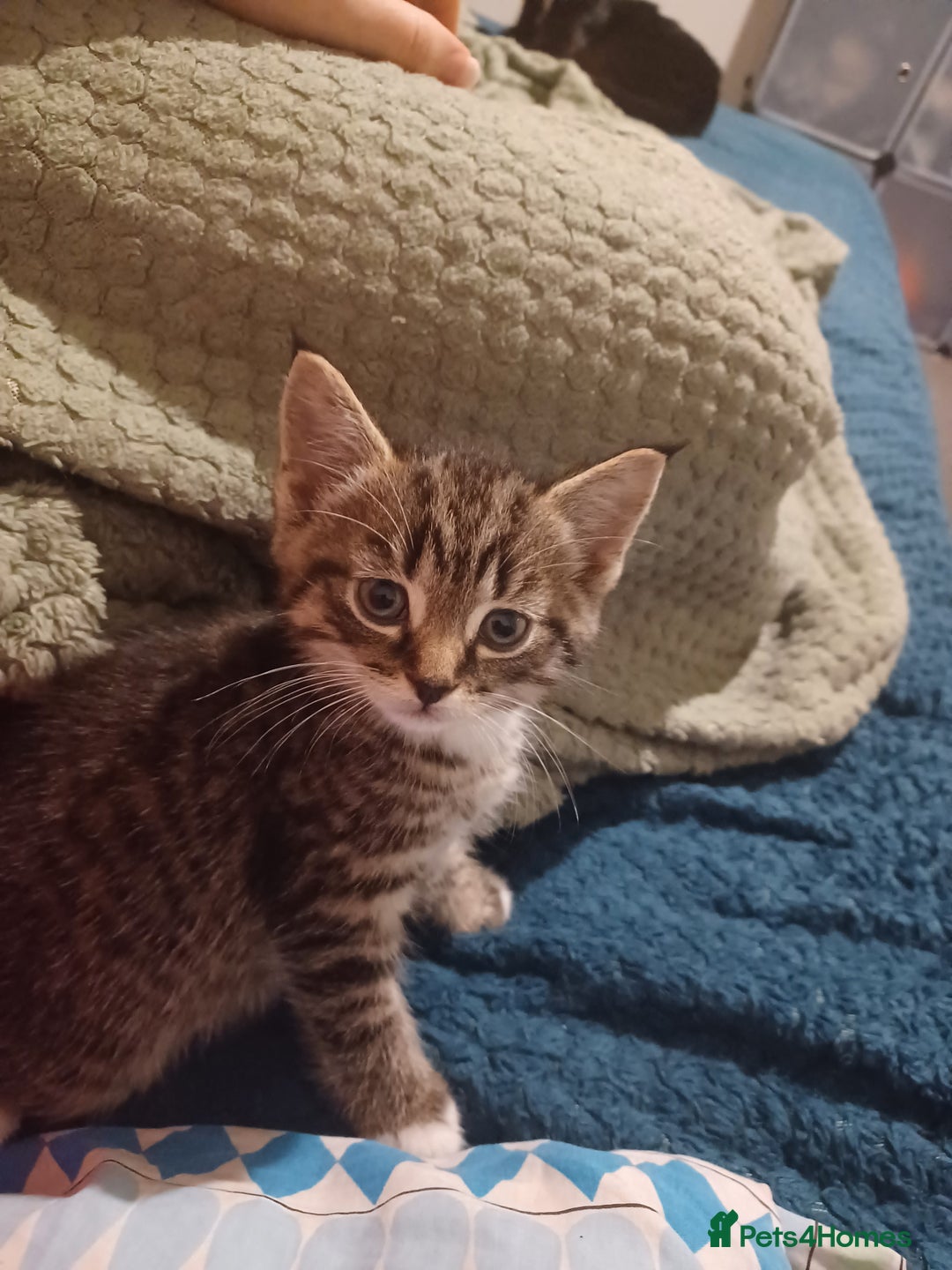 Maine Coon cats for sale: Little Half Main Coons - Advert 9