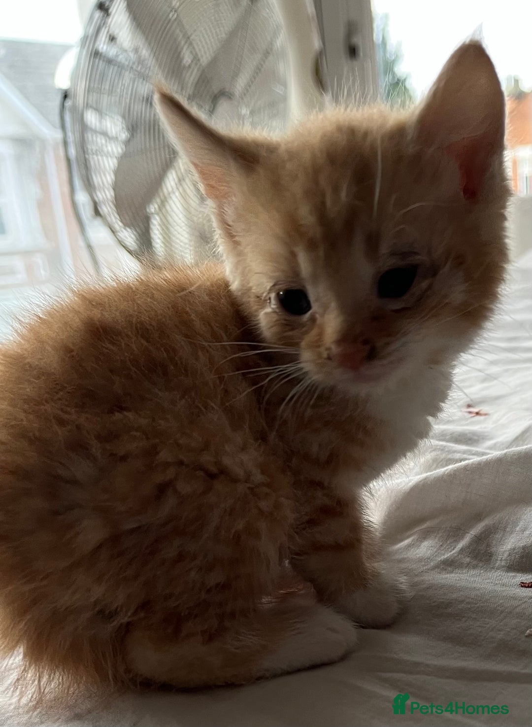 Mixed Breed cats for sale: 5 beautiful kittens  - Advert 26