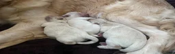 Golden Retriever dogs for sale: KC Registered Golden Retriever puppies.  in Stoke-on-Trent - Advert 4