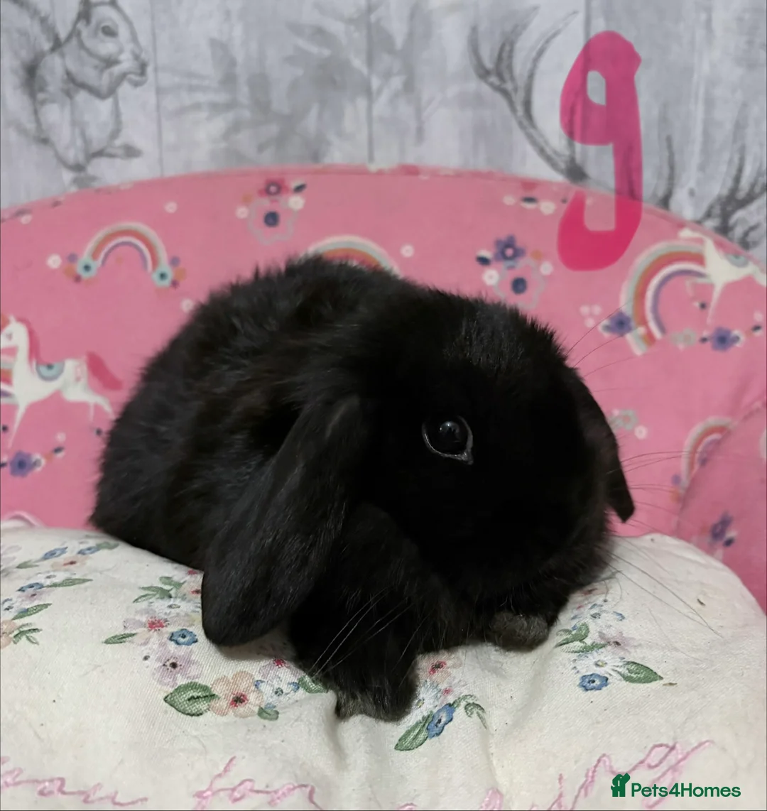 Mini Lop rabbits for sale: Mini lop babies 🐰  - Advert 11