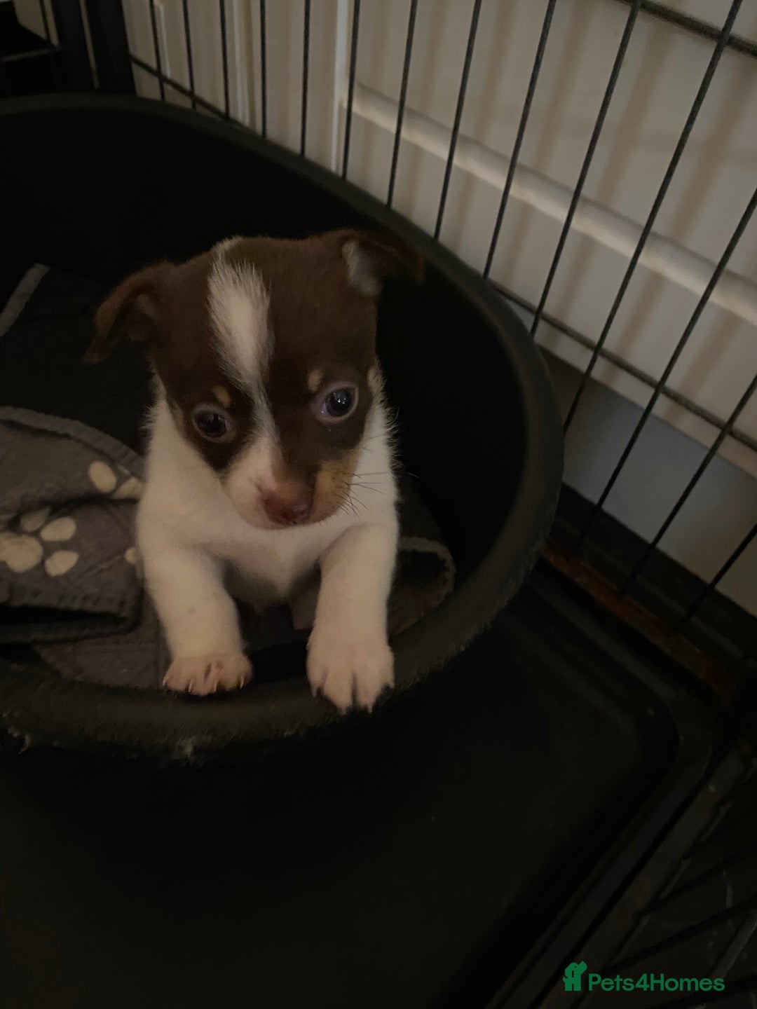 Pomchi dogs for sale: Male pomchi puppy  - Advert 9
