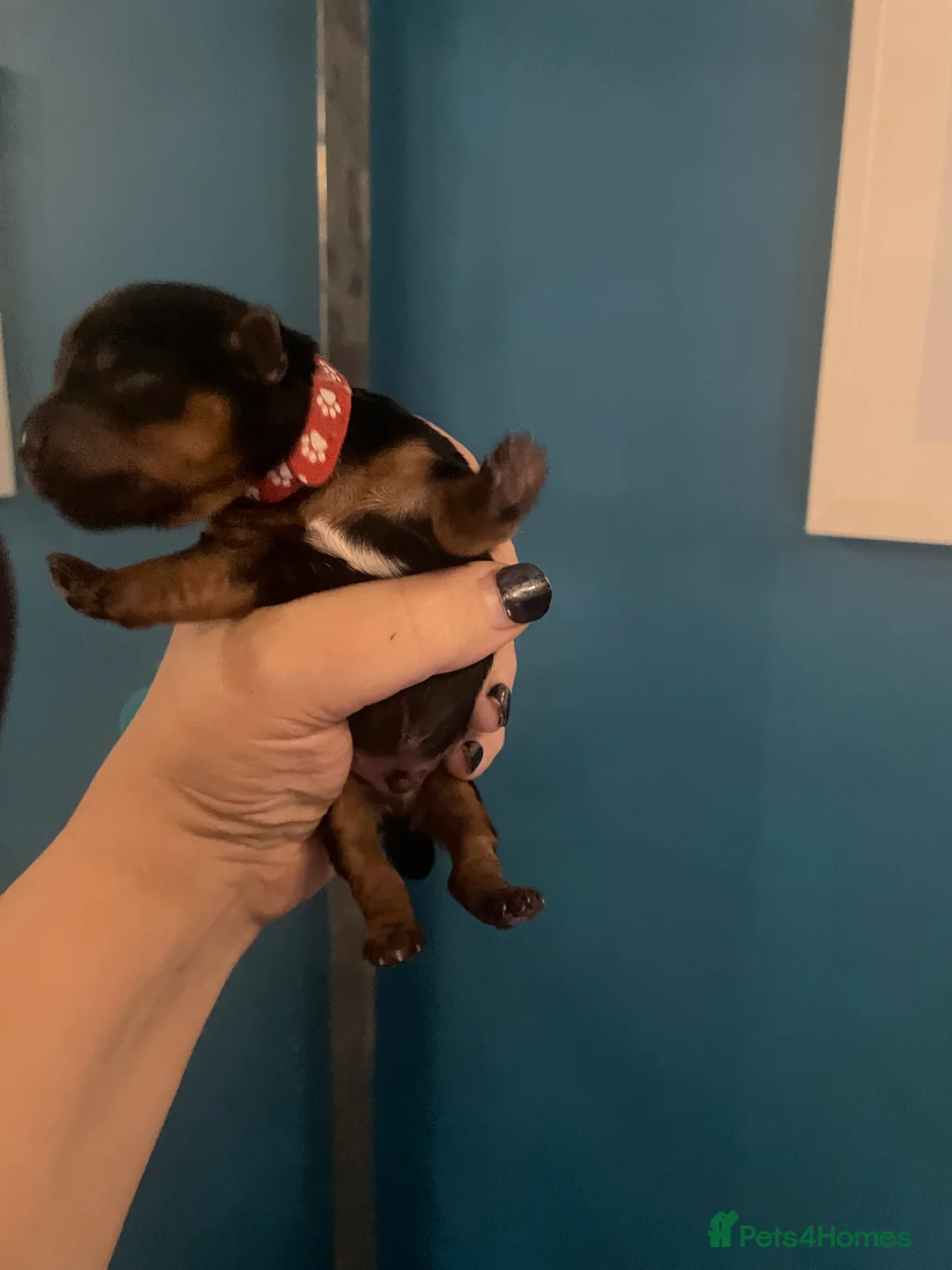 Yorkshire Terrier dogs for sale: Adorable Yorkshire terriers for sale  in Gateshead - Advert 6