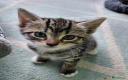 Maine Coon cats for sale: Kittens for sale half main coon - Image 27