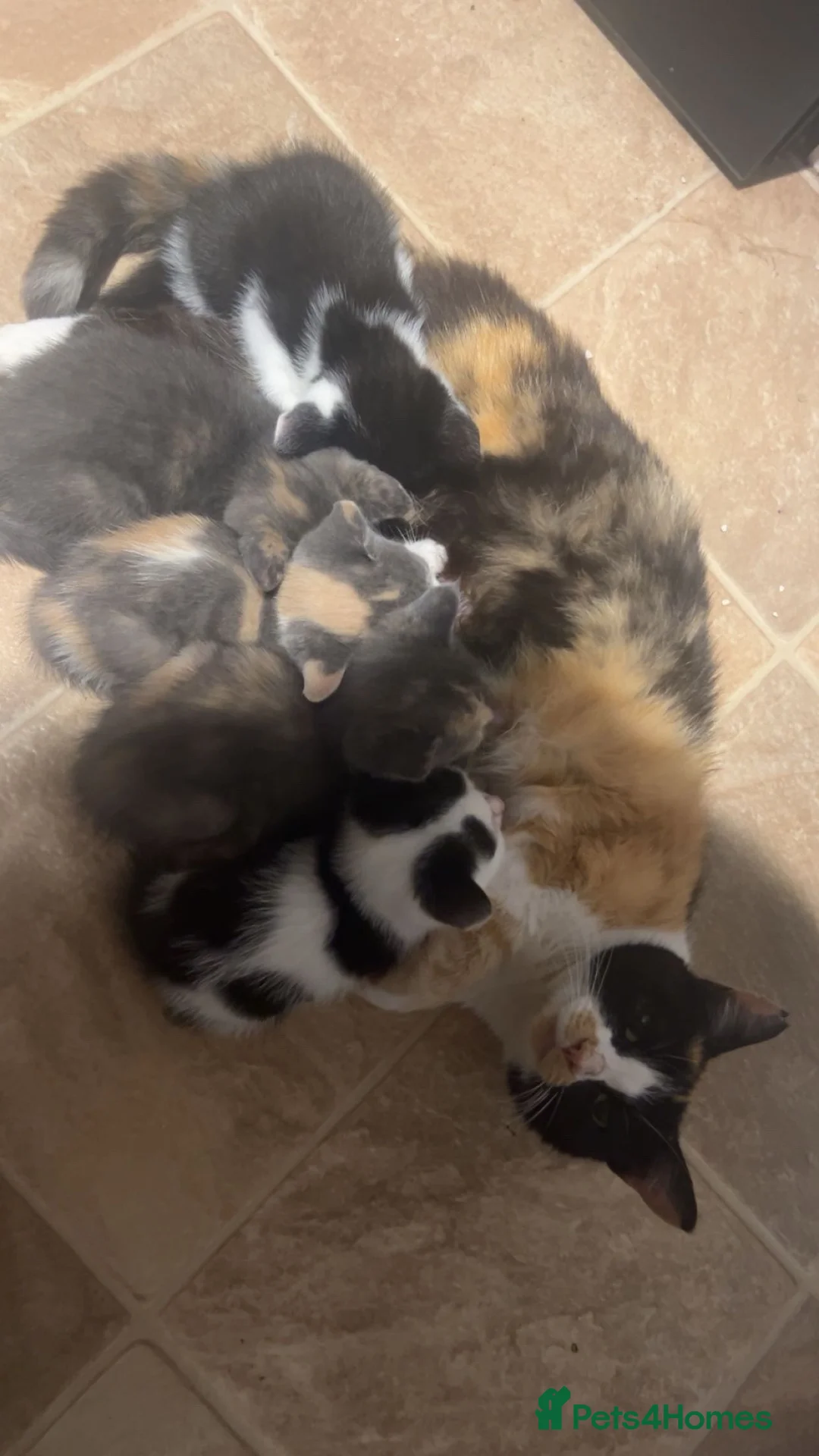 Domestic Shorthair cats for sale: 5 beautiful kittens. Lovely colours ready to leave - Advert 1