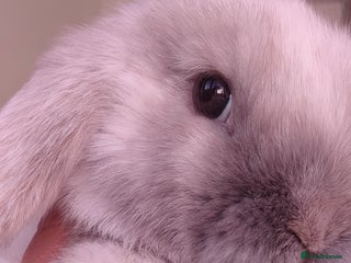 Mini Lop rabbits Mini lop - Advert 4