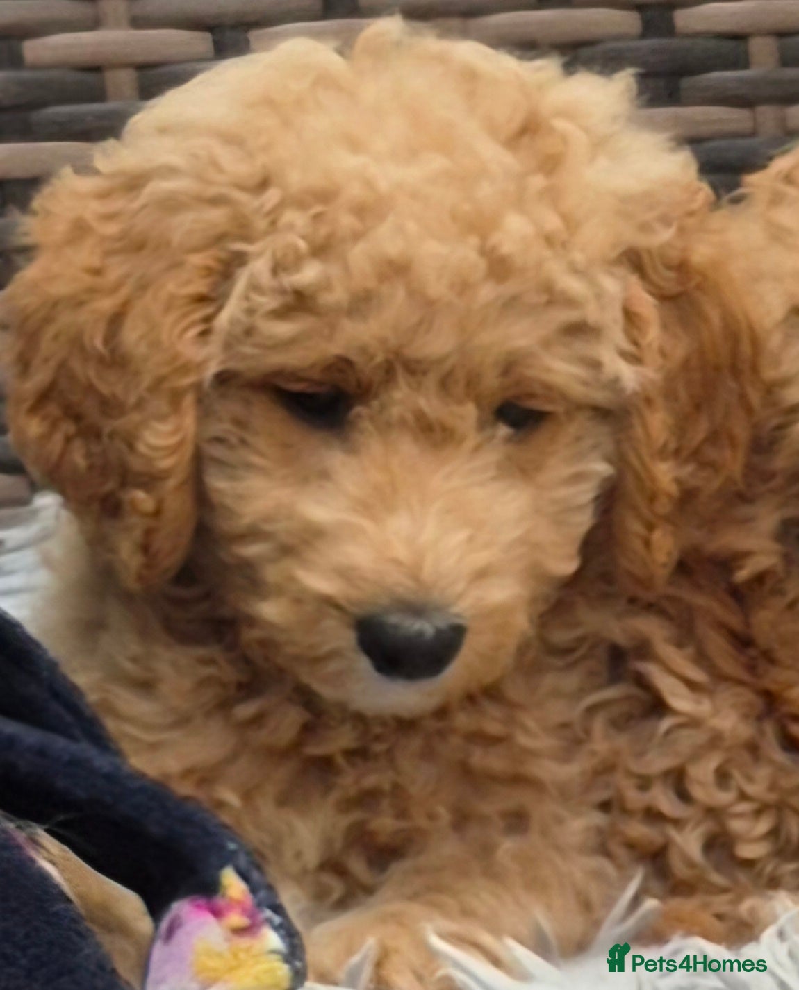 Double Doodle dogs Golden doodle x labradoodle pups - Advert 1