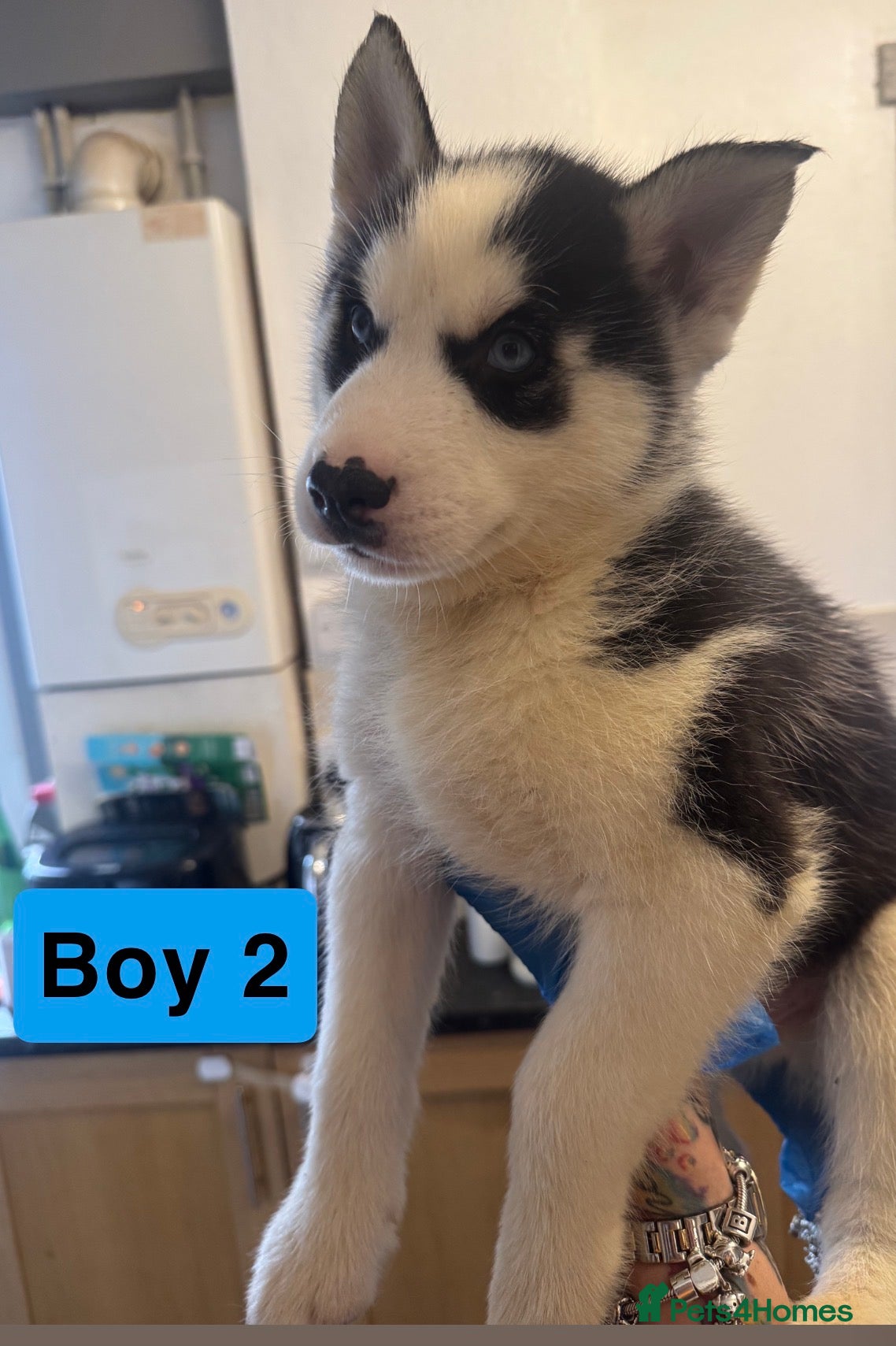 Siberian Husky dogs Siberian Husky Pups  (READY TO LEAVE NOW!) - Advert 3