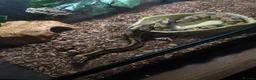 Python Snake reptiles for sale: Royal python in Newport - Advert 2