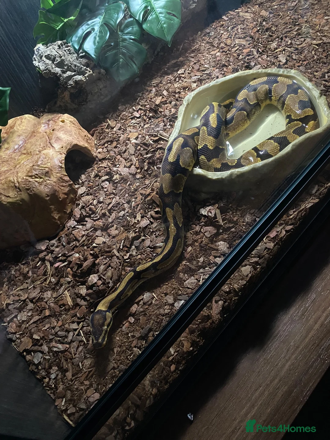Python Snake reptiles for sale: Royal python in Newport - Advert 2
