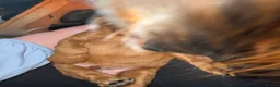 Irish Doodle dogs for sale: Irish Gordon Doodles - Advert 9