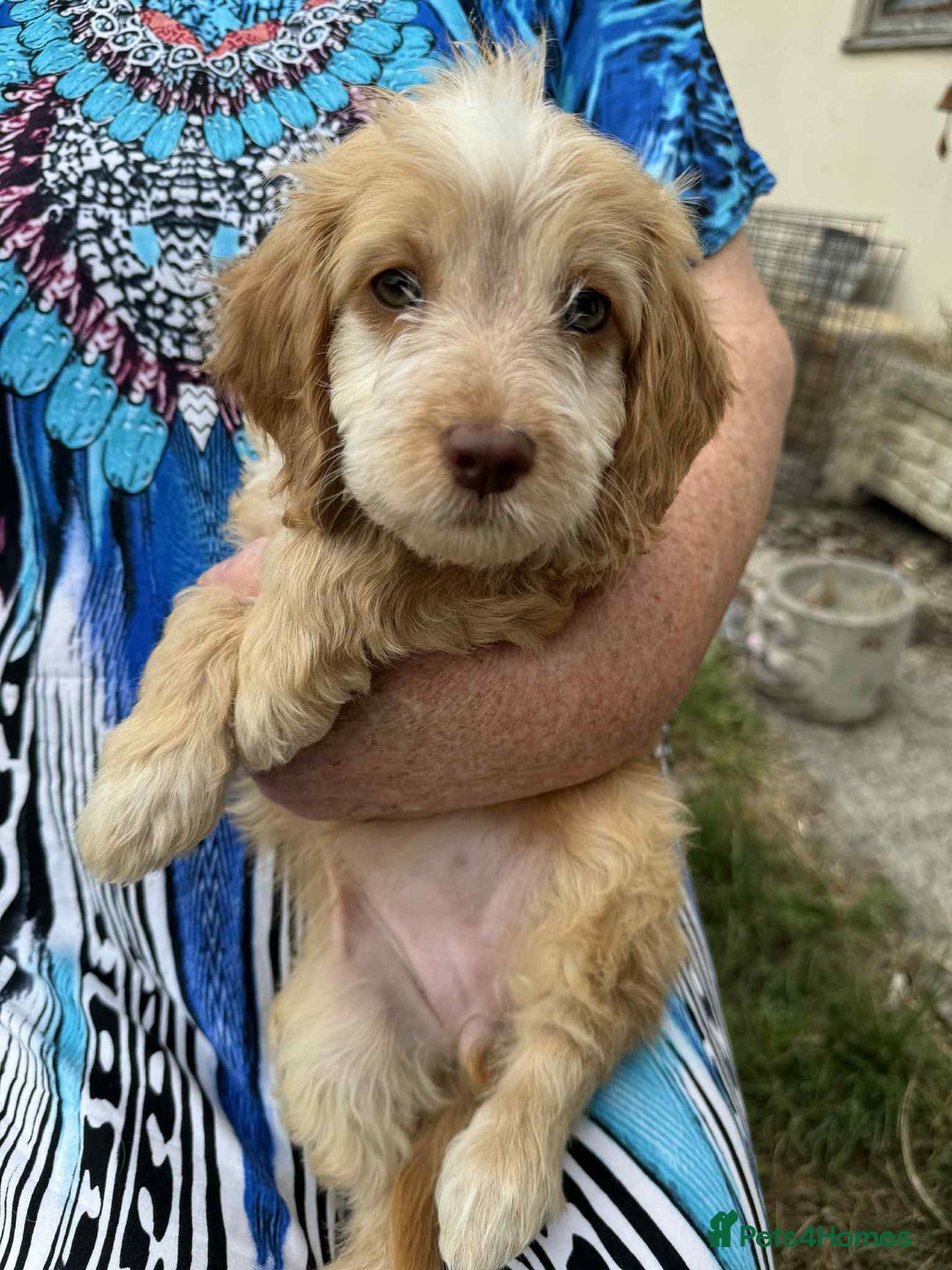 Cockapoo dogs for sale: F1 beautiful  cockapoo puppy’s  - Image 11