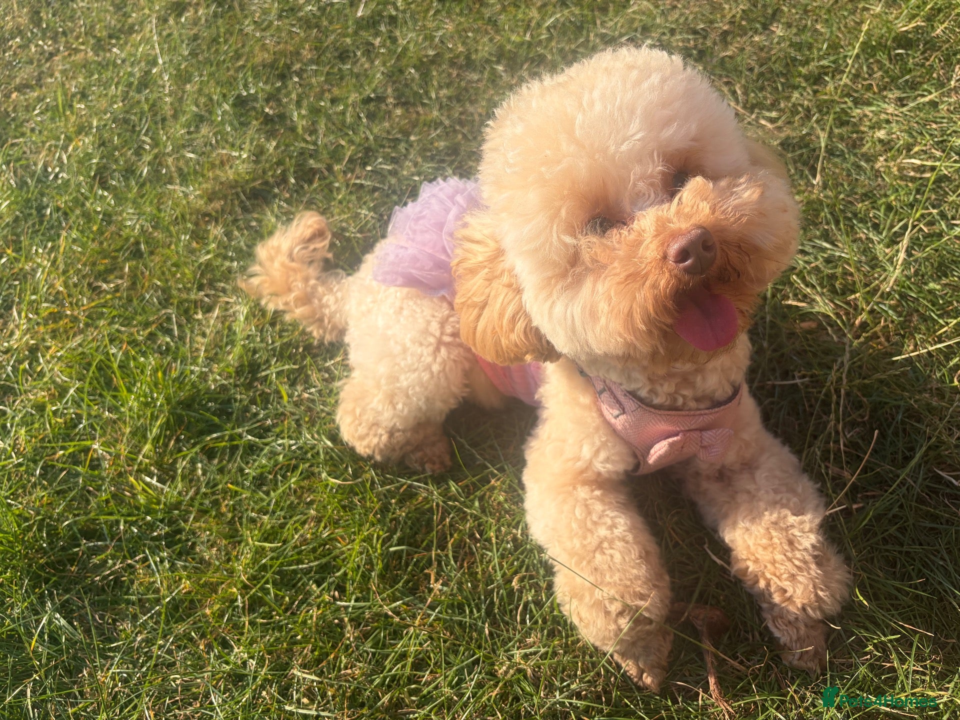 Toy Poodle dogs Moana the toy poodle - Advert 6