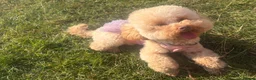 Toy Poodle dogs for sale: Moana the toy poodle in Barnsley - Advert 1