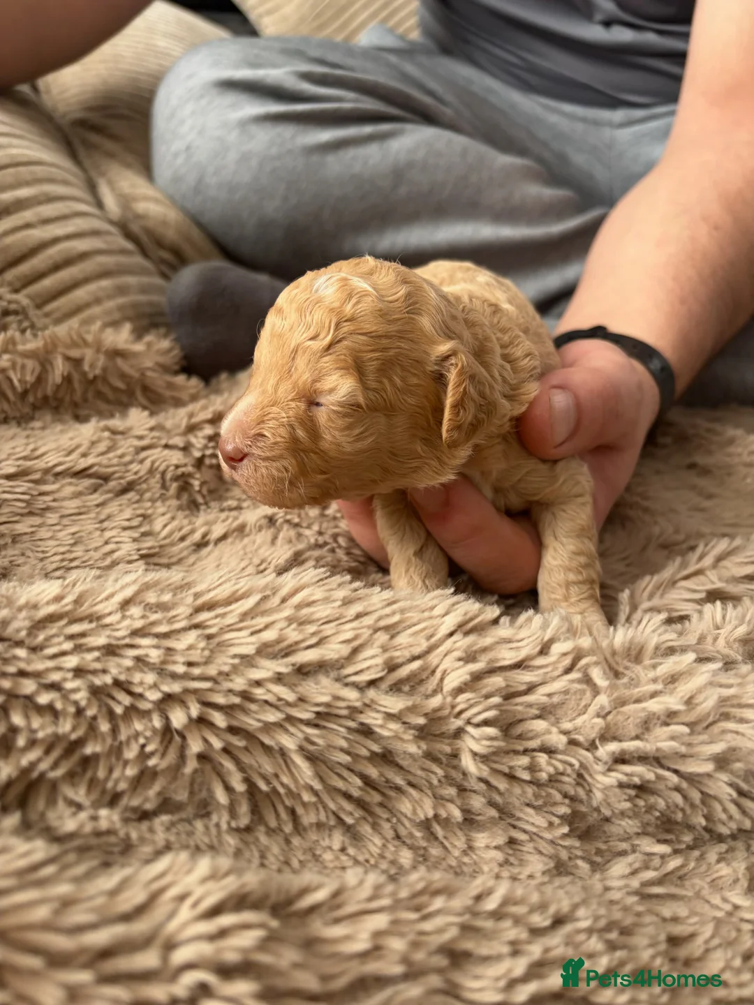 Poochon dogs for sale: F1 POOCHON puppies champion blood line  - Advert 2