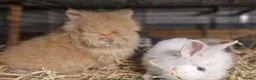 Lionhead rabbits for sale: Lovely tempered little lionhead babies- m and f - Advert 11