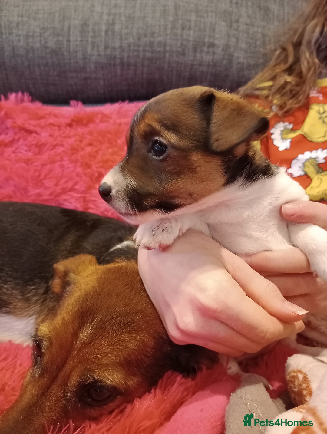 Jack Russell dogs for sale: Jack russell puppies - Advert 32