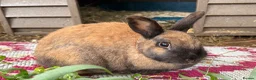 Mixed Breed rabbits for sale: Rabbits  - Advert 4