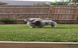 Glen of Imaal Terrier dogs for sale: Beautiful Glen of Imaal Terrier Puppies - Image 5