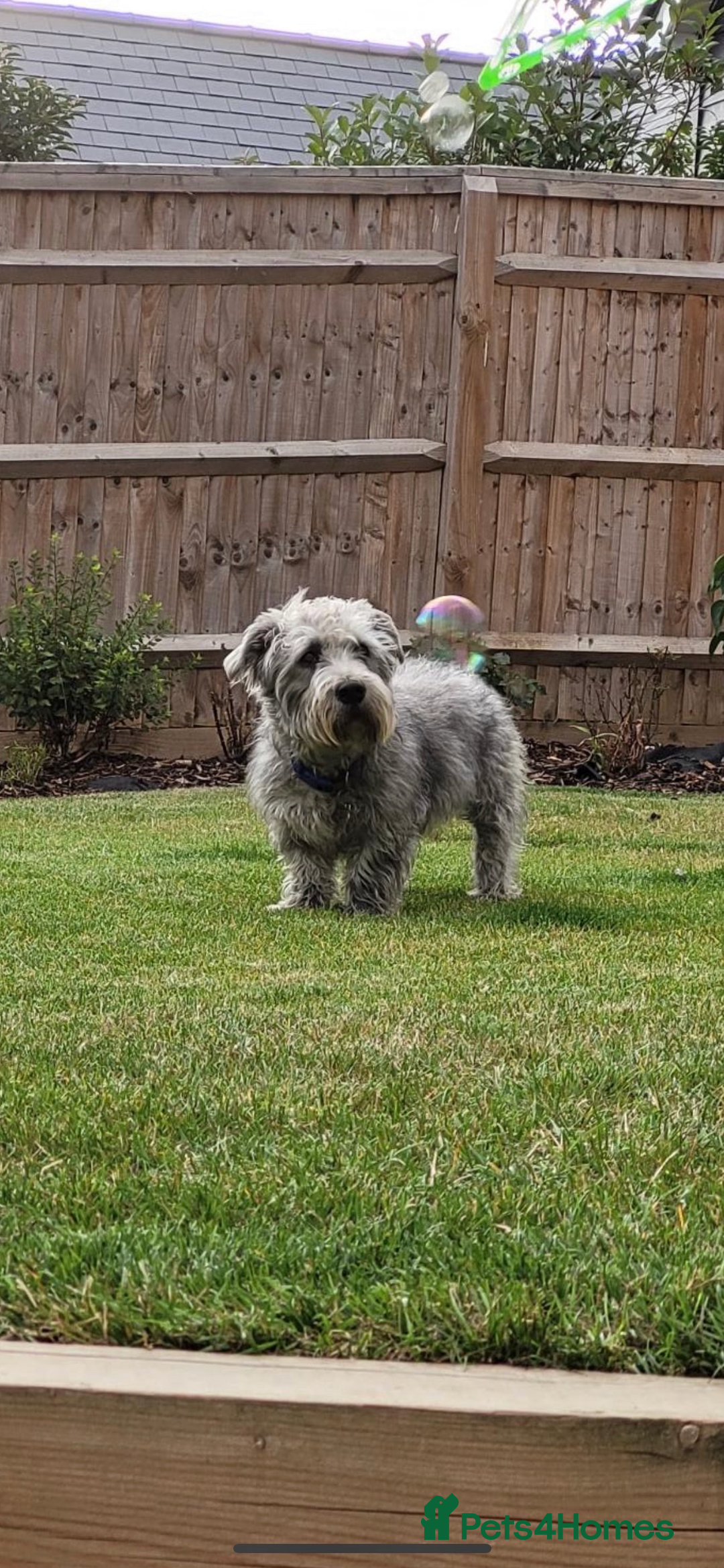 Glen of Imaal Terrier dogs for sale: Beautiful Glen of Imaal Terrier Puppies - Image 5