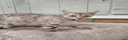 Bengal cats for sale: Half Bengal kitten in Dewsbury - Advert 6