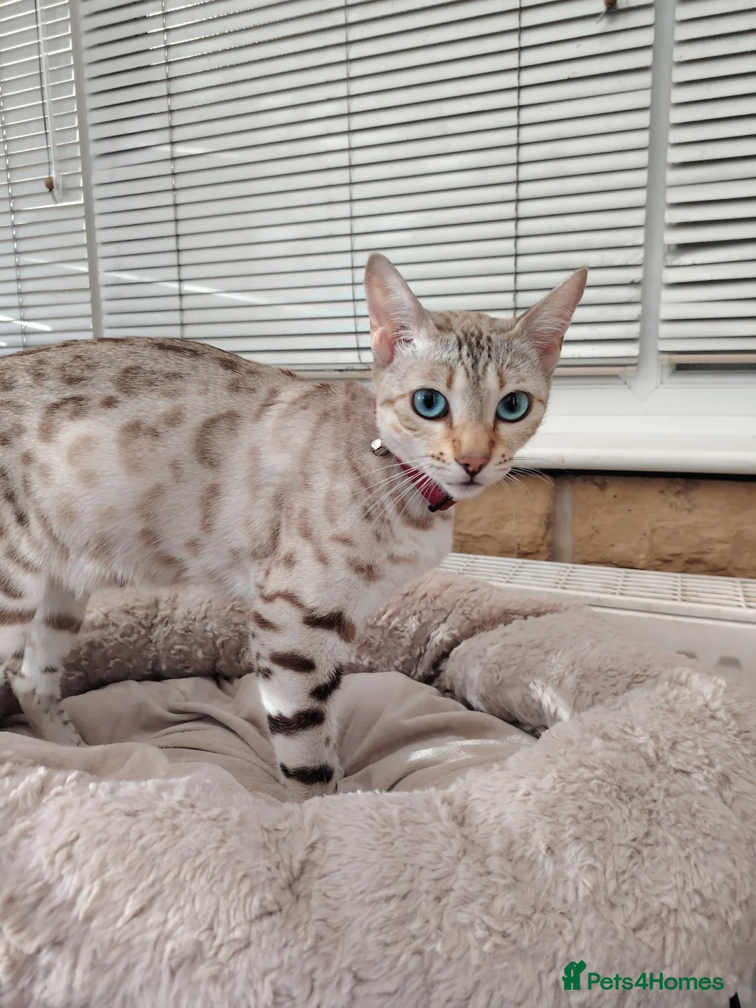 Bengal cats for sale: Half Bengal kitten in Dewsbury - Advert 6
