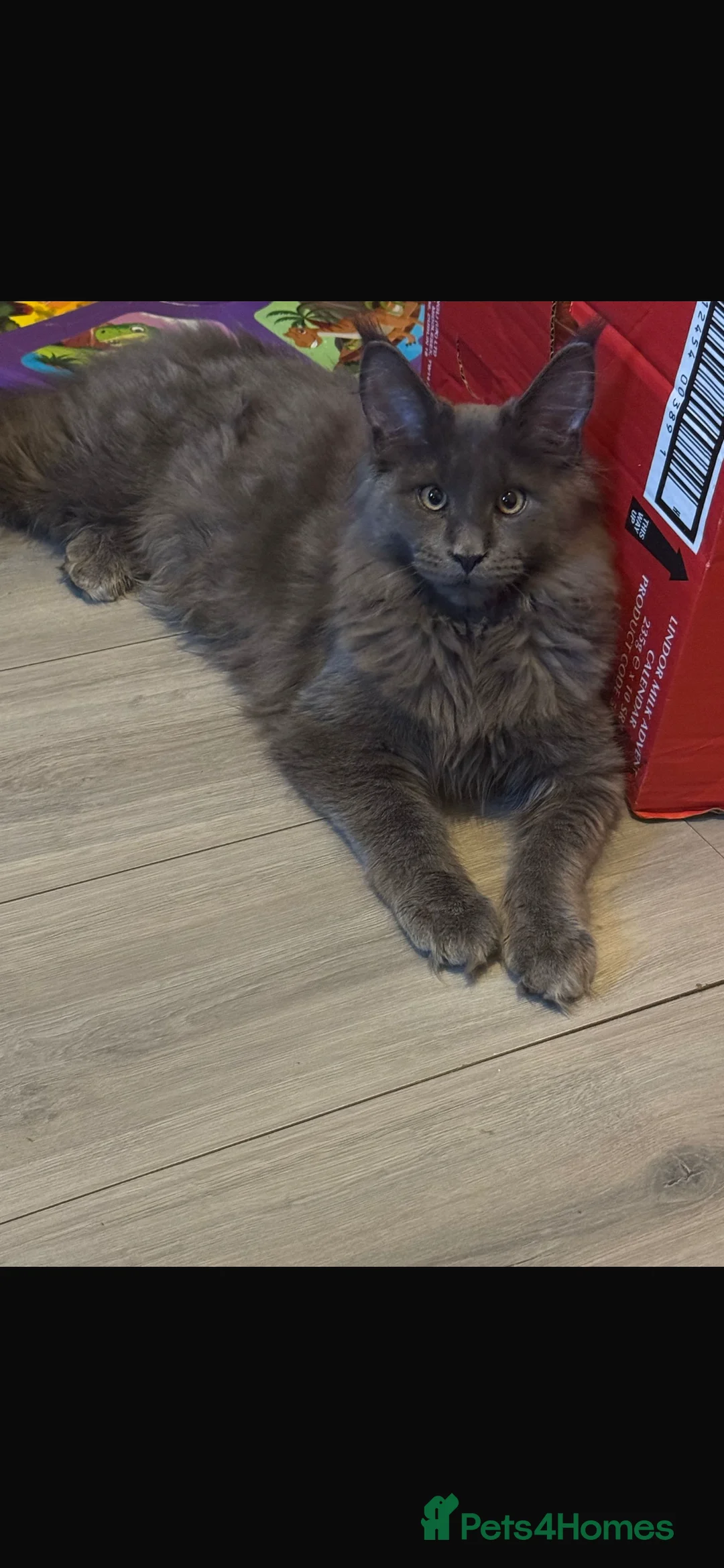 Maine Coon cats for sale: Beautiful Maine Coon Male Looking for Loving Home - Advert 4
