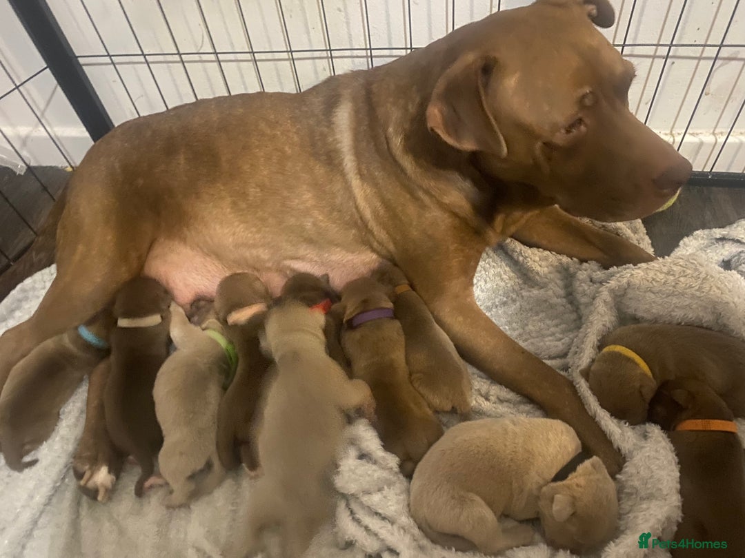 Staffordshire Bull Terrier dogs for sale: Staff puppies - Image 3