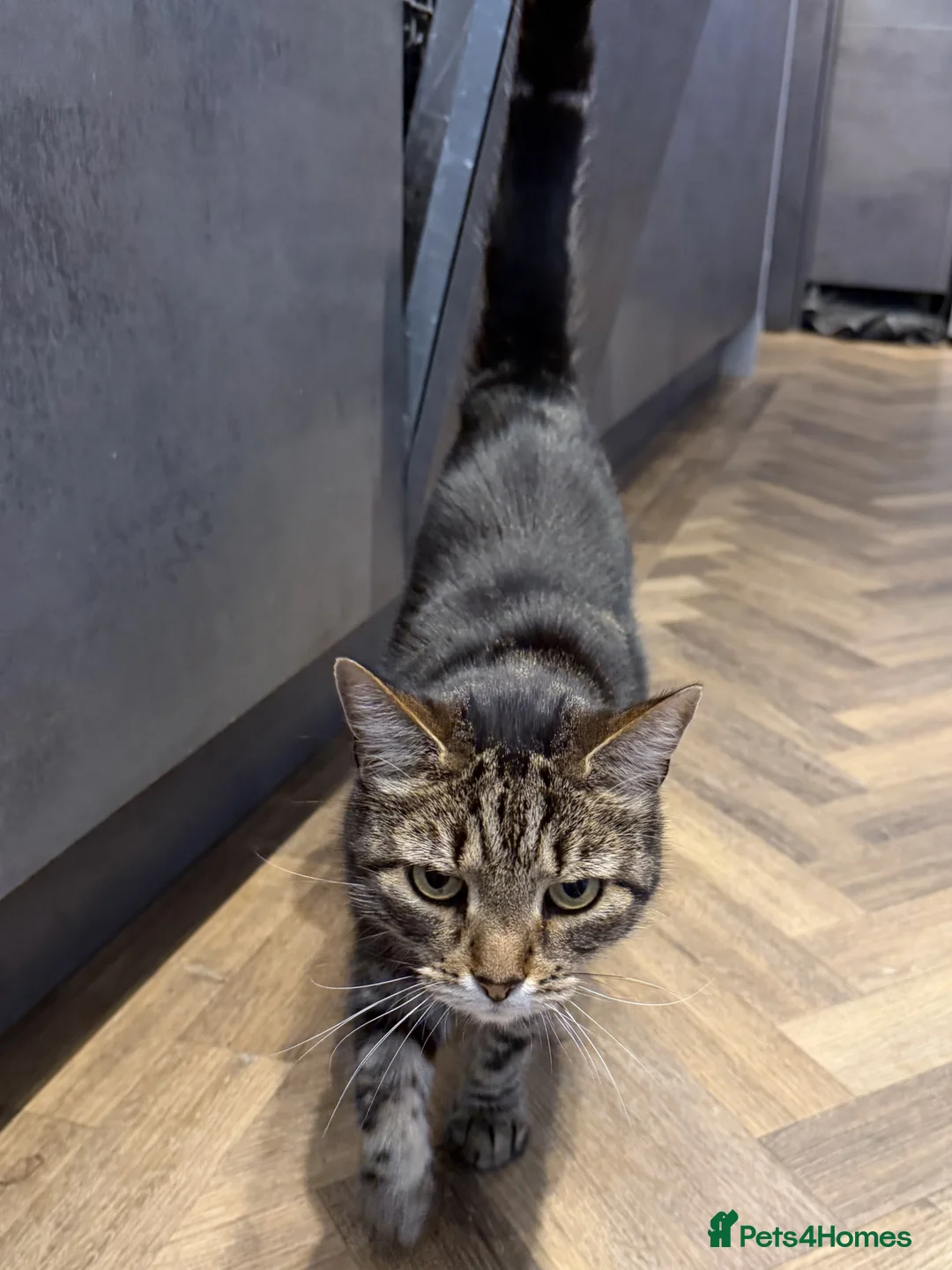 Mixed Breed cats for sale: New Home Needed for Charlie: 8 Year Old Family Cat - Advert 2